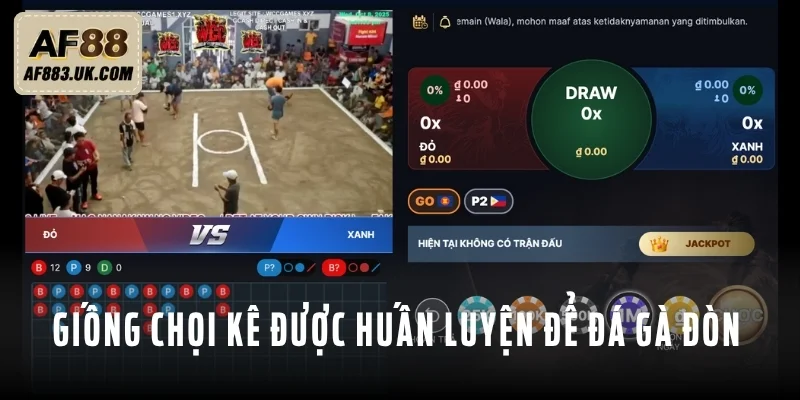 3 giống chiến kê đá đâu thắng đó khi vào sới