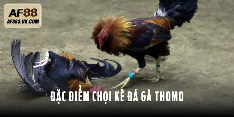 Chọi kê tham gia đá gà Thomo cần có một số đặc điểm