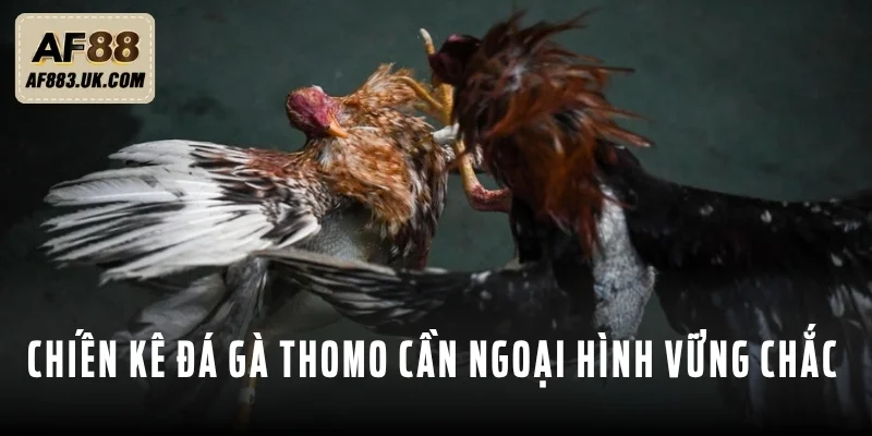 Đá gà Thomo bất bại cần có ngoại hình vững chãi