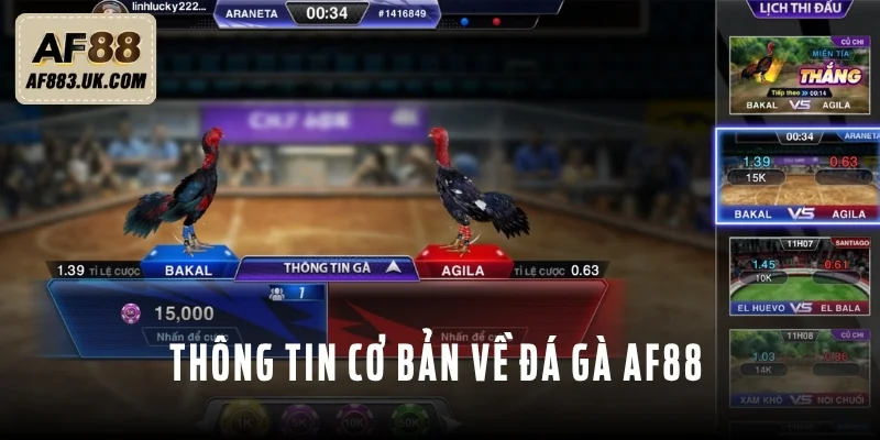 Vài thông tin cơ bản về đá gà AF88
