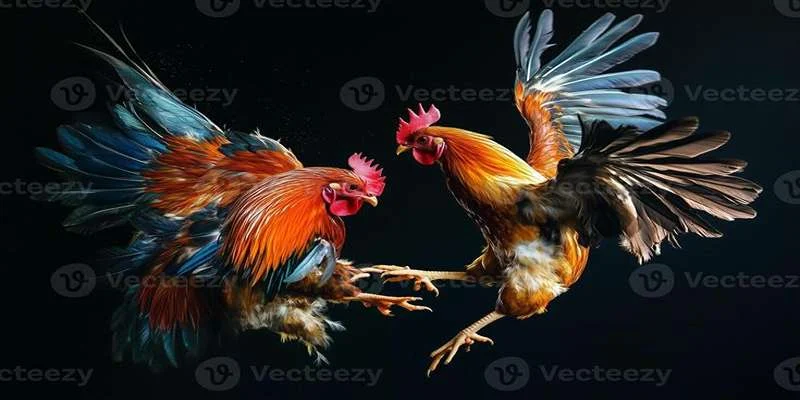 Giống gà thái nổi bật năm 2025