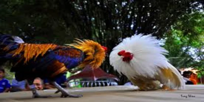 Phân tích lối đá đặc trưng của gà thái